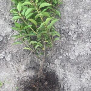 angustifolia 1 sztuka 40 60