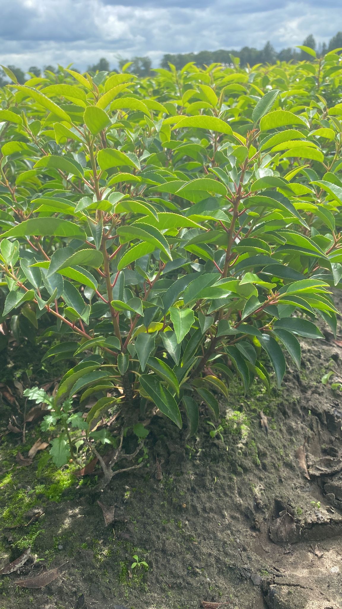 angustifolia d