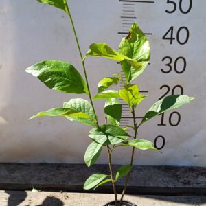 e0eaff5d1e24c07455d8f58b43d585fe