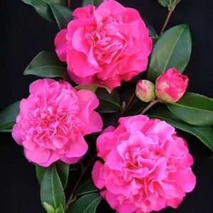 Kamélie Williamsova Debbie (Camellia × williamsii) – sazenice P9 / P9,5