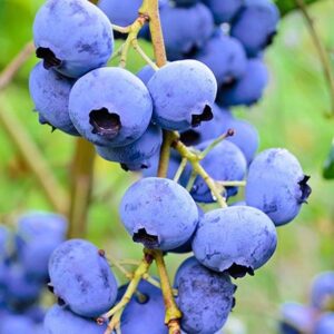 Kanadská borůvka Elliott (Vaccinium corymbosum) – sazenice P9