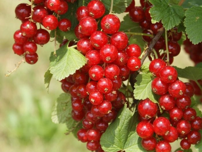 Rybíz červený Holandský (Ribes rubrum) – sazenice P9 - Obrázek 4