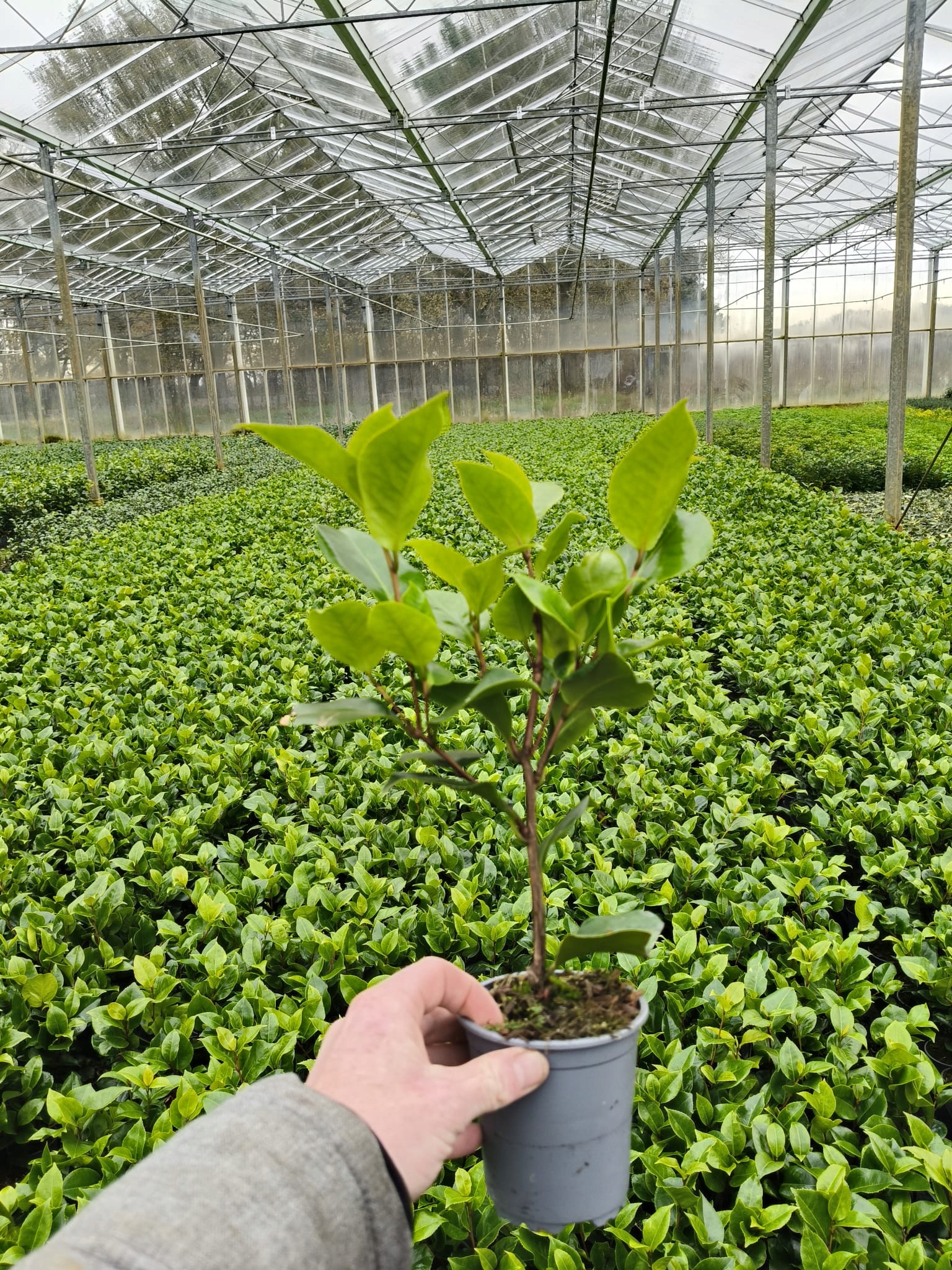 Kamélie japonská Dr King (Camellia japonica) – sazenice P9 - Obrázek 7