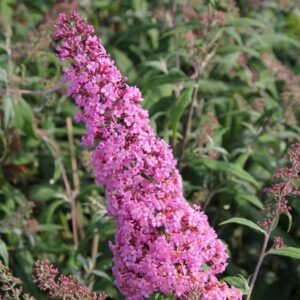 Komule Davidova Pink Delight (Buddleja davidii) – sazenice P9