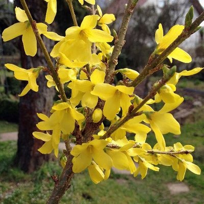Zlatice prostřední Goldzauber (Forsythia × intermedia) – sazenice P9 - Obrázek 2