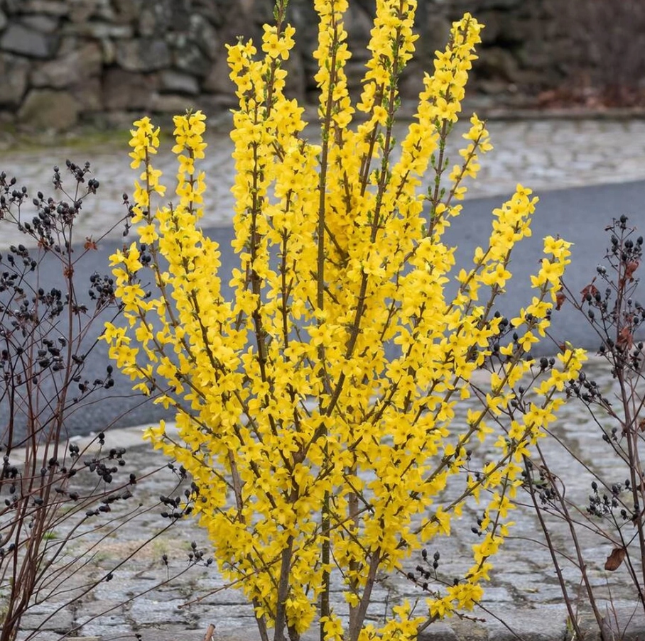 Zlatice prostřední Goldzauber (Forsythia × intermedia) – sazenice P9 - Obrázek 5