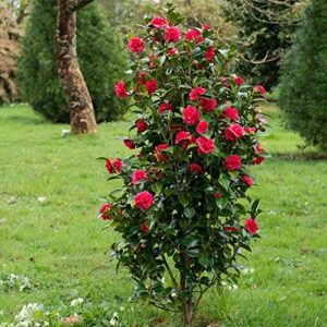 Kamélie japonská Principessa Baciocchi (Camellia japonica) – sazenice P9