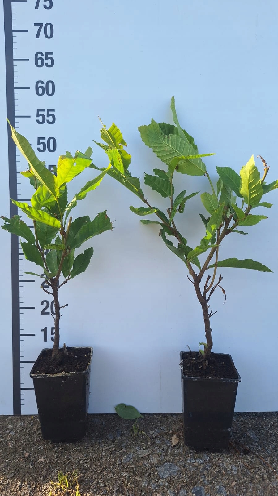 Kaštan jedlý – krásná sazenice (Castanea sativa) – sazenice C1 - Obrázek 7