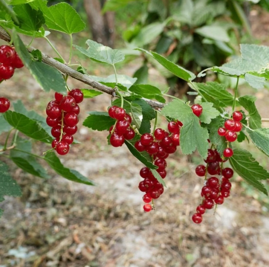 Rybíz červený Holandský (Ribes rubrum) – sazenice P9 - Obrázek 5