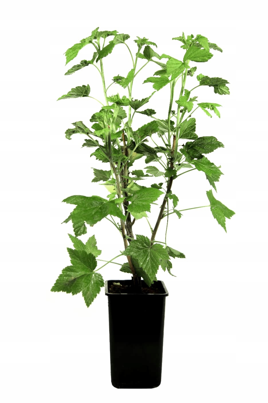 Rybíz červený Holandský (Ribes rubrum) – sazenice P9 - Obrázek 6
