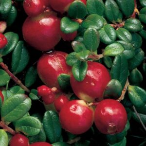Brusnice velkoplodá Stevens (Vaccinium macrocarpon) – sazenice P9