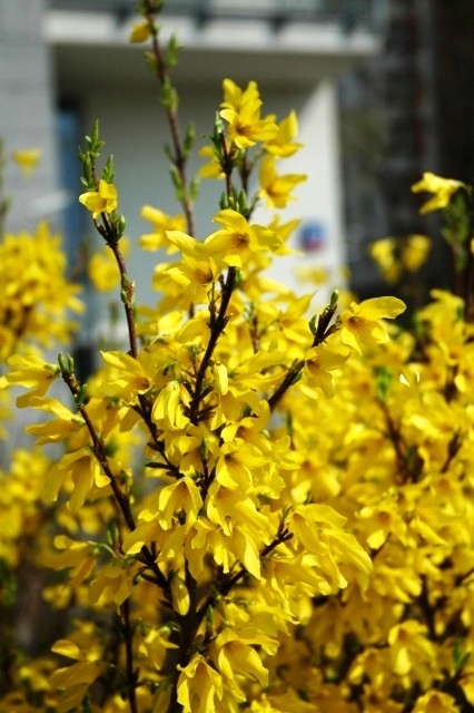 Zlatice prostřední Goldzauber (Forsythia × intermedia) – sazenice P9 - Obrázek 3