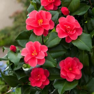 Kamélie síťovaná Mary Williams (Camellia reticulata) – sazenice P9