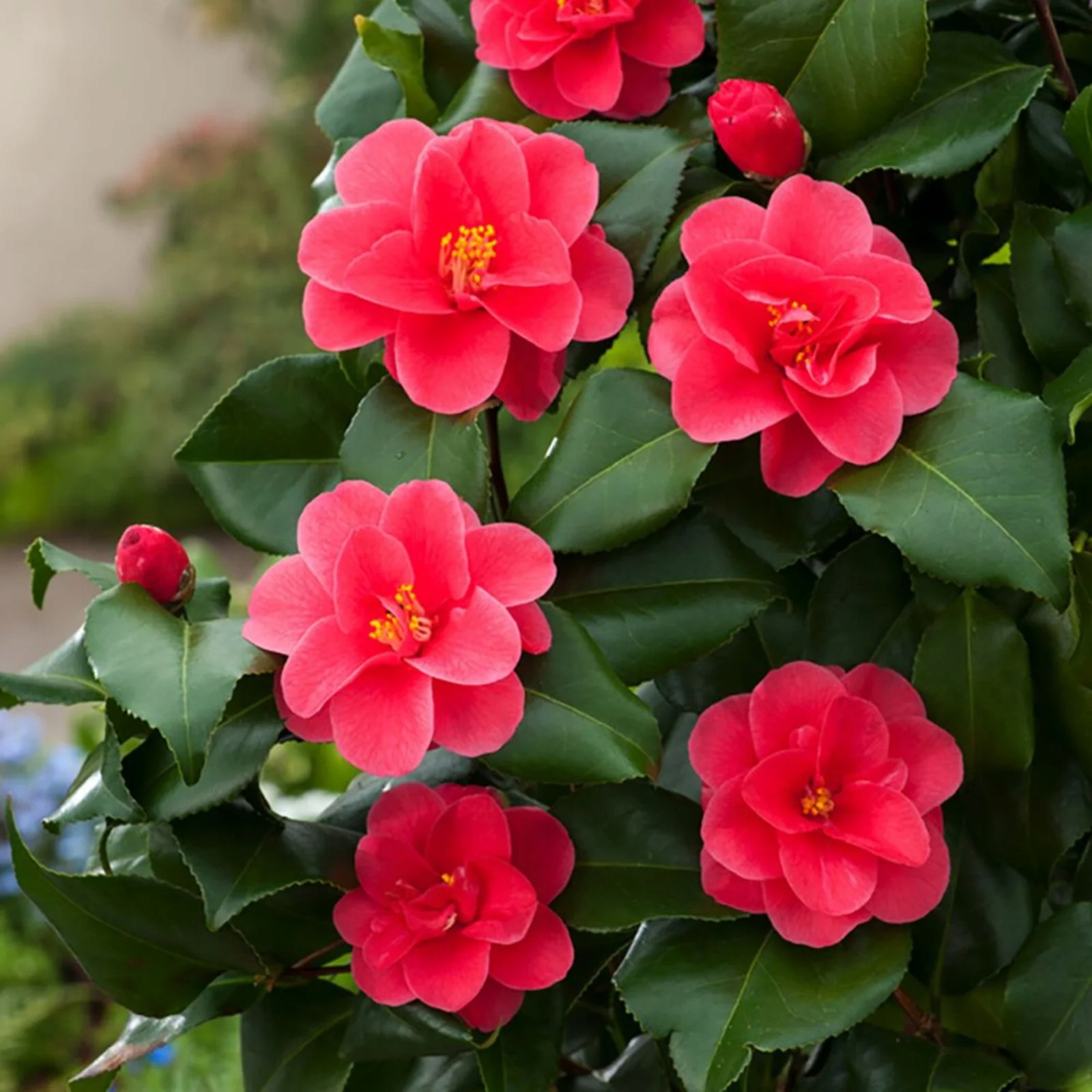 Kamélie síťovaná Mary Williams (Camellia reticulata) – sazenice P9