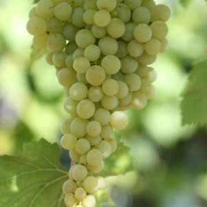 Vinná réva ‘Solaris’ – mrazuvzdorná, sladké plody (Vitis) – sazenice P9