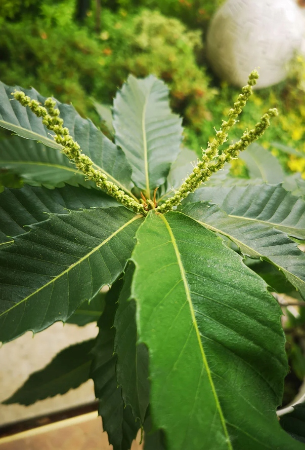 Kaštan jedlý – krásná sazenice (Castanea sativa) – sazenice C1 - Obrázek 3