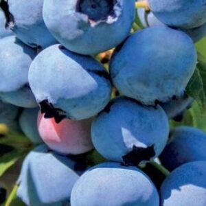 Kanadská borůvka Chandler (Vaccinium corymbosum) – sazenice P9