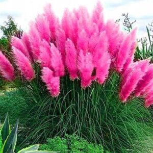 Velká růžová pampová tráva (Cortaderia) – sazenice v květináči C2