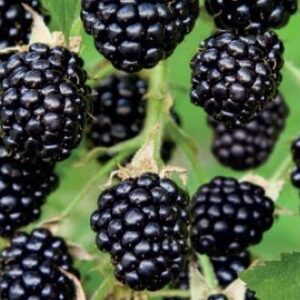 Ostružina beztrnná Black Satin – oblíbená, sladká odrůda – sazenice P9