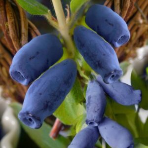 Zimolez kamčatský Indigo Gem – nejsladší odrůda – sazenice P9