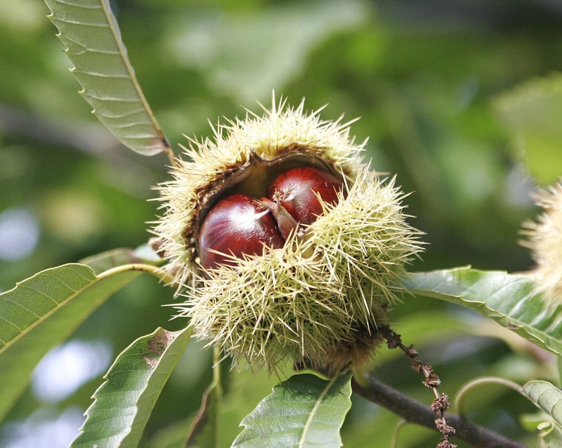 Kaštan jedlý – krásná sazenice (Castanea sativa) – sazenice C1 - Obrázek 4