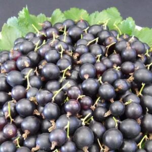 Angreštorybíz Josta – šťavnaté plody (Ribes × nidigrolaria) – sazenice P9