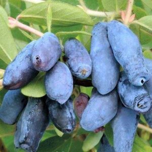 Zimolez kamčatský Honey Bee (Lonicera kamtschatica) – sazenice P9