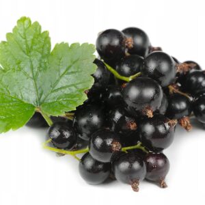 Rybíz černý Öjebyn – chutné plody (Ribes nigrum) – sazenice P9