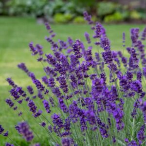 Levandule úzkolistá Hidcote Blue – krásná vůně a barva – sazenice P9