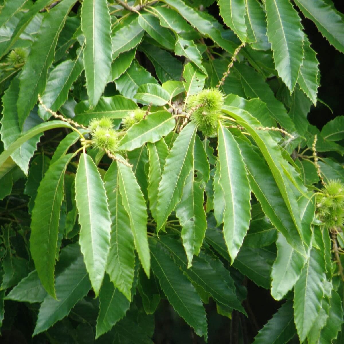 Kaštan jedlý – krásná sazenice (Castanea sativa) – sazenice C1 - Obrázek 6