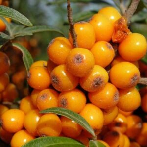 Rakytník ‘Pollmix’ (Hippophae rhamnoides) – sazenice P9