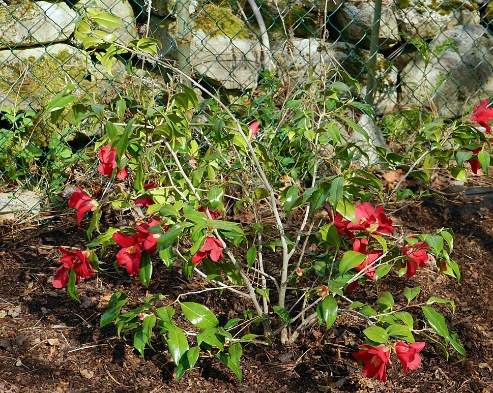 Kamélie japonská Adeyaka (Camellia japonica) – sazenice P9 - Obrázek 5