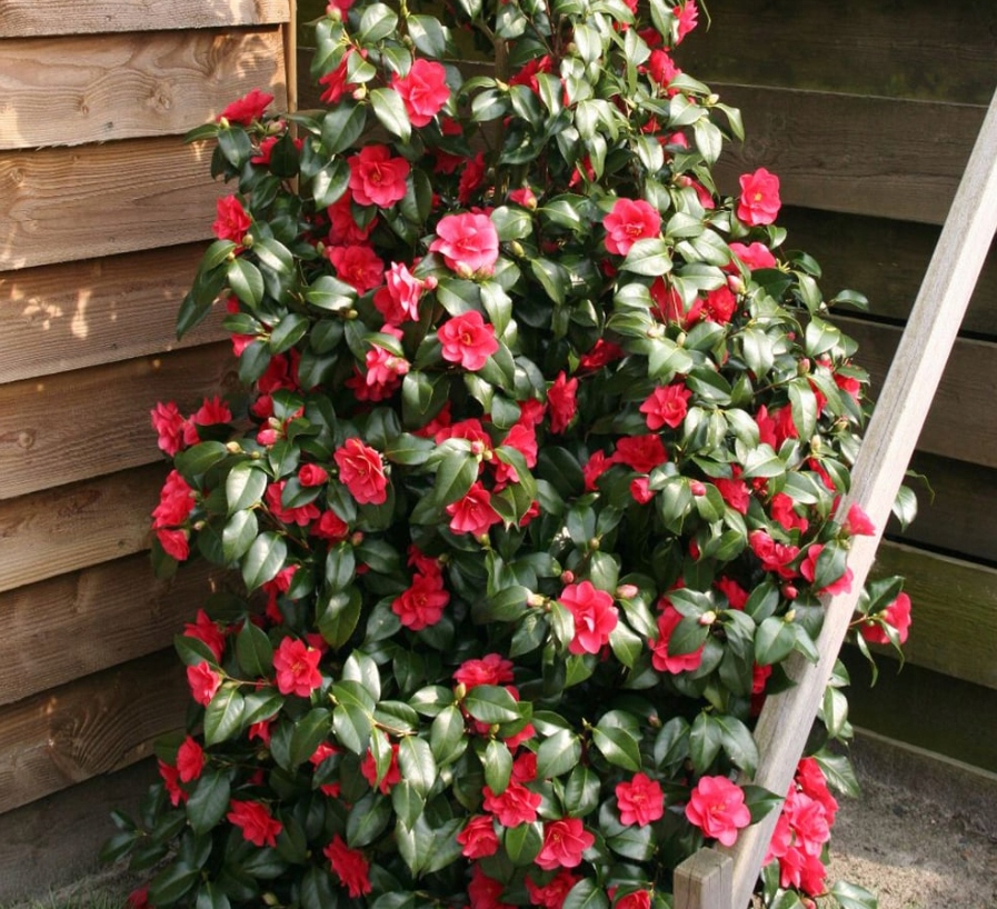 Kamélie síťovaná Mary Williams (Camellia reticulata) – sazenice P9 - Obrázek 5