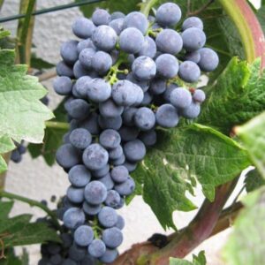 Vinná réva ‘Cabernet Cortis’ – tmavá, odolná vůči chorobám, na víno – sazenice P9