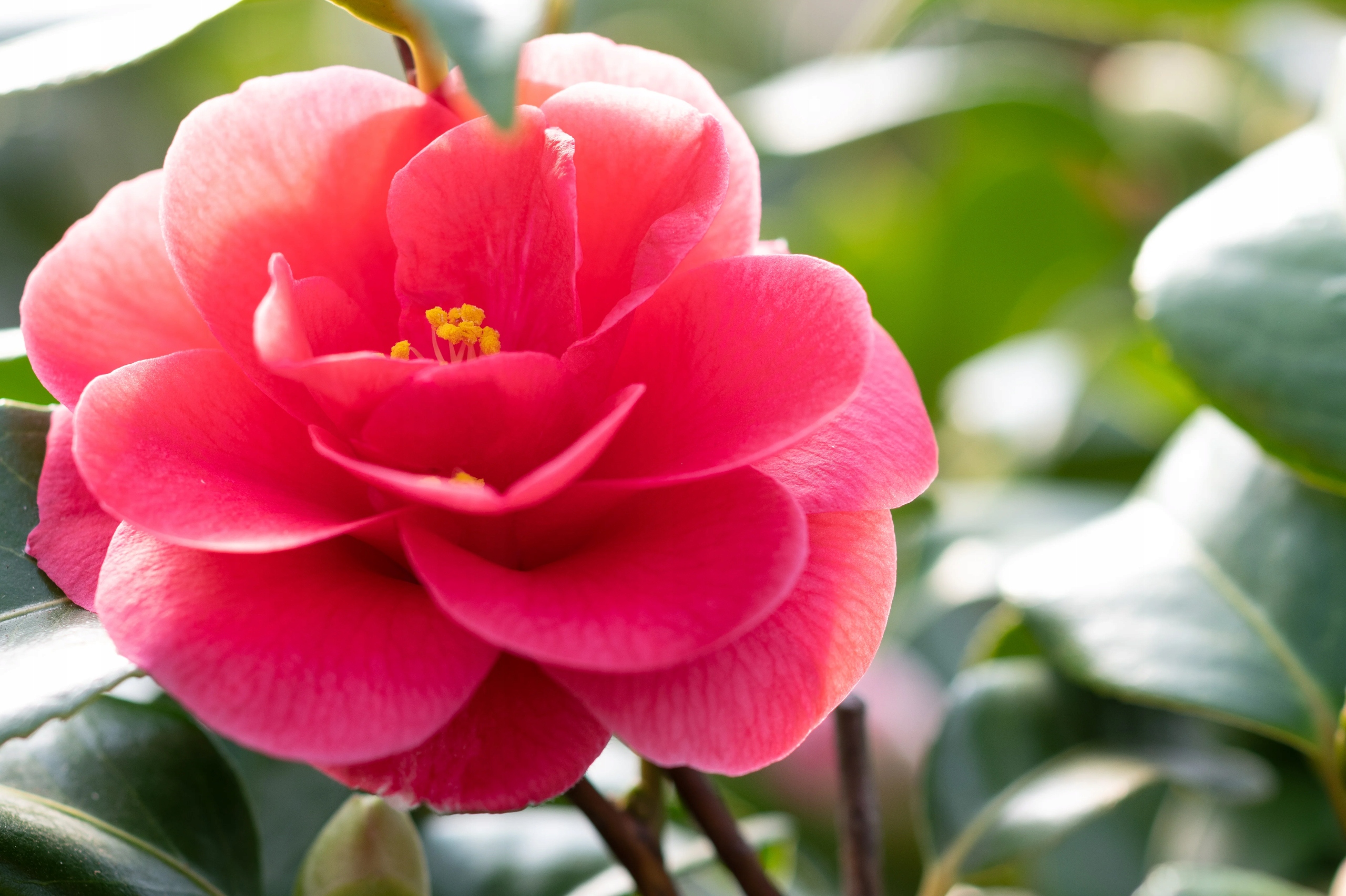 Kamélie síťovaná Mary Williams (Camellia reticulata) – sazenice P9 - Obrázek 2