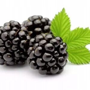 Malina černá Black Jewel – velmi chutné plody – sazenice P9