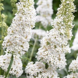 Komule Davidova White Profusion (Buddleja davidii) – sazenice P9