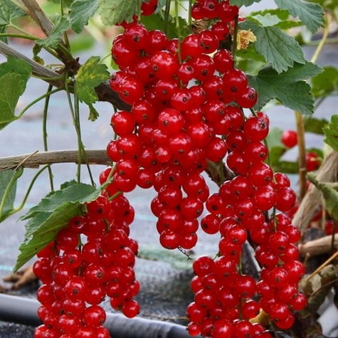 Rybíz červený Holandský (Ribes rubrum) – sazenice P9