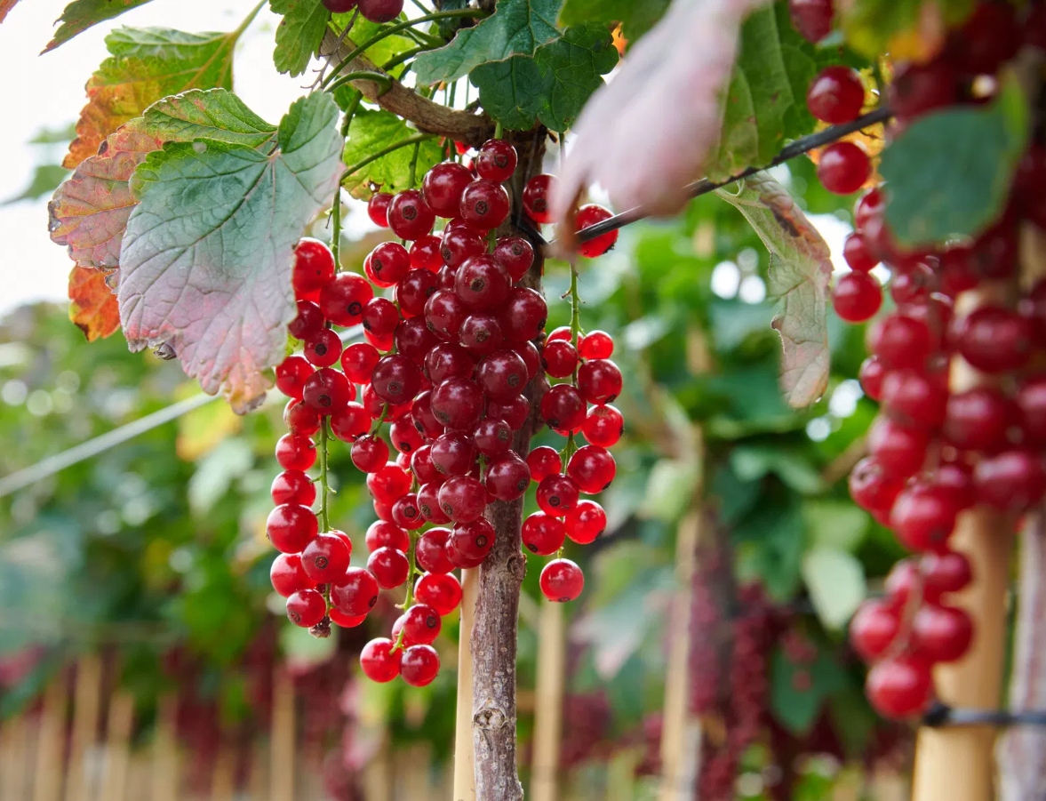 Rybíz červený Holandský (Ribes rubrum) – sazenice P9 - Obrázek 3