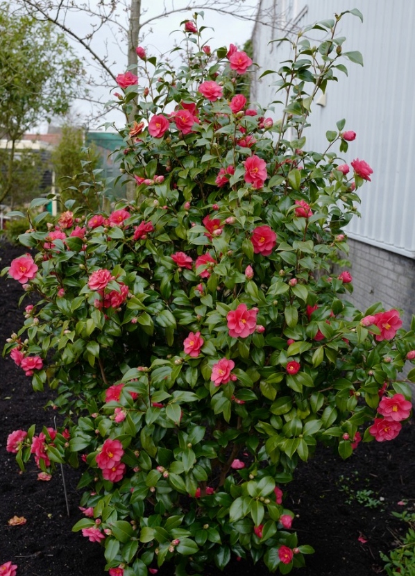 Kamélie síťovaná Mary Williams (Camellia reticulata) – sazenice P9 - Obrázek 3