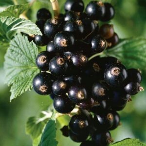 Rybíz černý Titania – vitamínová bomba (Ribes nigrum) – sazenice P9