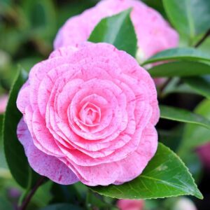 Kamélie japonská William Bartlett (Camellia japonica) – sazenice P9