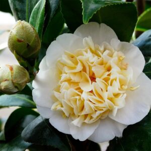 Kamélie Williamsova Jury’s Yellow (Camellia × williamsii) – sazenice P9