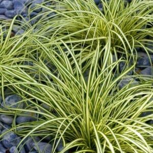Ostřice japonská ‘Moonlight’ (Carex oshimensis) – sazenice P9