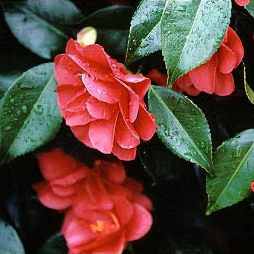 Kamélie síťovaná Mary Williams (Camellia reticulata) – sazenice P9 - Obrázek 4
