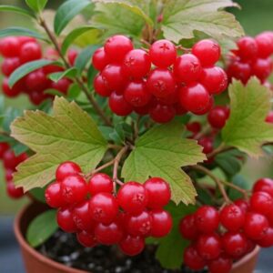 Brusnice velkoplodá Willapa Red (Vaccinium macrocarpon) – sazenice P9