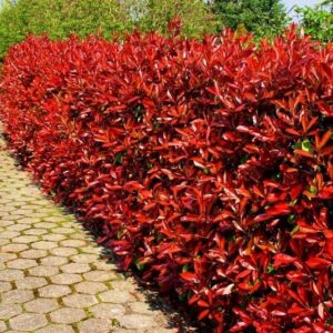 Blýskalka Red Robin 15–30 cm v květináči – krásné sazenice, skvělý živý plot