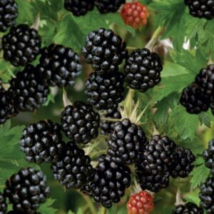 Ostružina beztrnná Thornfree – mrazuvzdorná sazenice – sazenice P9