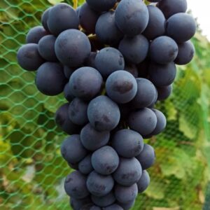 Vinná réva Agat Donskoj – mimořádně plodná odrůda, mrazuvzdorná