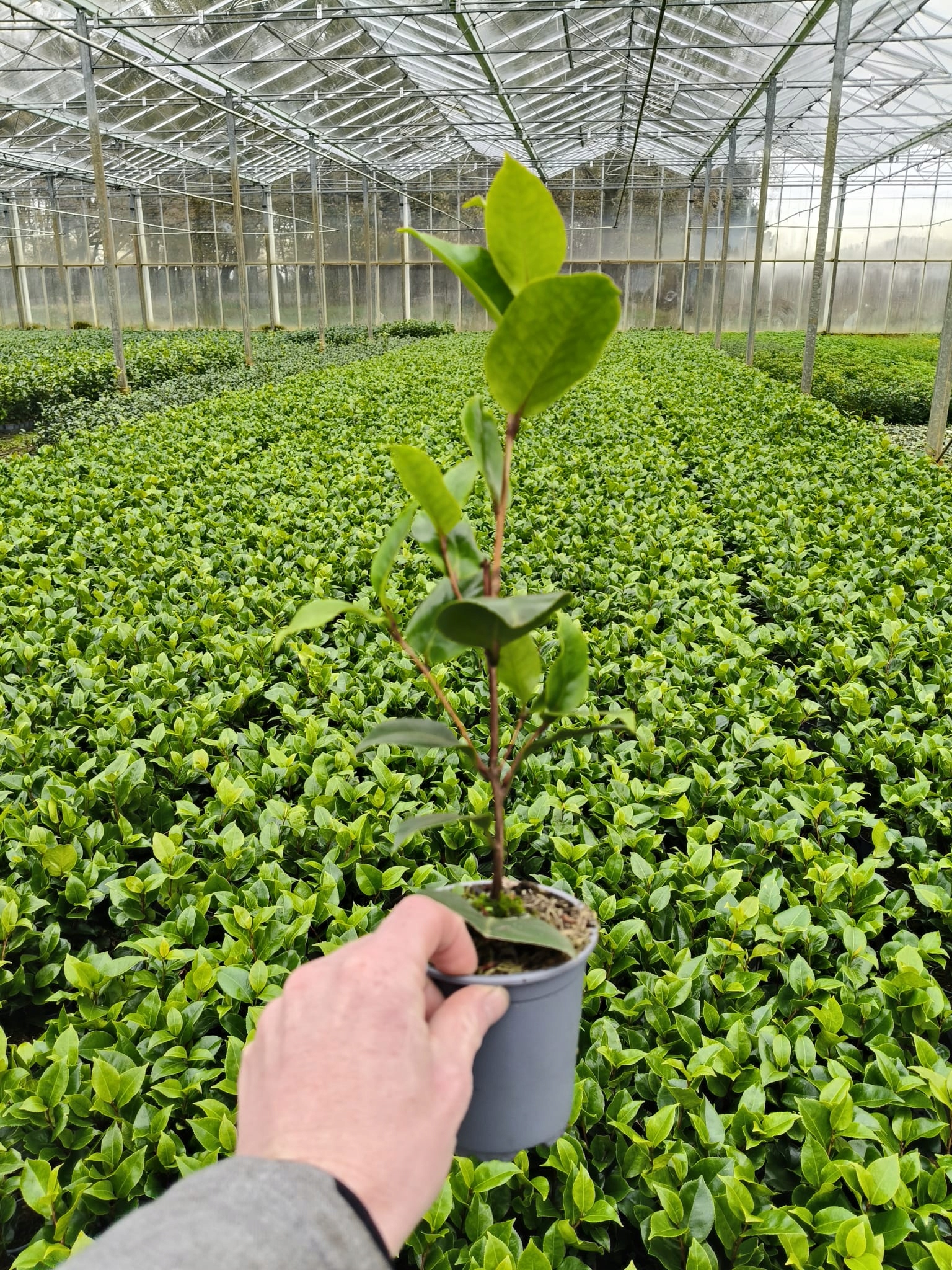 Kamélie japonská Adeyaka (Camellia japonica) – sazenice P9 - Obrázek 8